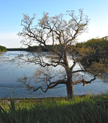 salmon_falls